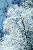Snowy Trees, Valley, Forest, Winter, NPYV02P01_10