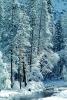Snowy Trees, Valley, Forest, Winter, Woodland, NPYV02P02_01