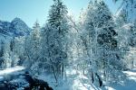 Snowy Trees, Valley, Forest, Winter, Woodland, NPYV02P02_04