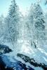 Snowy Trees, Valley, Forest, Winter, Woodland
