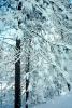 Snowy Trees, Winter, NPYV02P02_09