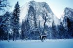 El Capitan, Snowy Trees, Valley, Forest, Winter, Granite Cliff, NPYV02P02_12