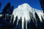 El Capitan, Snowy Trees, Valley, Forest, Winter, Granite Cliff, NPYV02P02_14