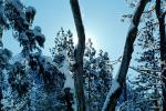 Snowy Trees, Valley, Forest, Winter, NPYV02P02_15