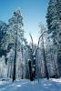 Snowy Trees, Valley, Forest, Winter, Woodland, NPYV02P02_17