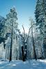 Snowy Trees, Valley, Forest, Winter, Woodland, NPYV02P02_18