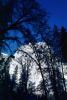 El Capitan, Snowy Trees, Valley, Forest, Winter, Granite Cliff, NPYV02P03_06