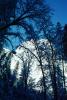 El Capitan, Snowy Trees, Valley, Forest, Winter, Granite Cliff, NPYV02P03_07