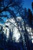 El Capitan, Snowy Trees, Valley, Forest, Winter, Granite Cliff, NPYV02P03_10