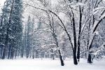 Snowy Trees, Valley, Forest, Winter, NPYV02P05_08