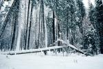 Snowy Trees, Valley, Forest, Winter, NPYV02P05_11