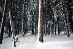 Snowy Trees, Valley, Forest, Winter, NPYV02P05_12