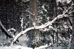 Snowy Trees, Valley, Forest, Winter, NPYV02P05_15