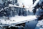 Frozen Merced River, Snowy Trees, Valley, Forest, Winter