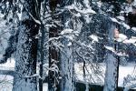 Snowy Trees, Forest, Winter