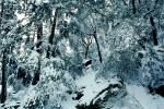Snowy Trees, Valley, Forest, Winter, NPYV02P06_16