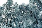Snowy Trees, Valley, Forest, Winter, NPYV02P06_17