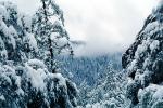 Snowy Trees, Valley, Forest, Winter, NPYV02P06_19