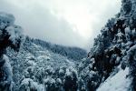 Snowy Trees, Valley, Forest, Winter, NPYV02P07_02