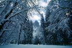 Snowy Trees, Valley, Forest, Winter, NPYV02P07_04