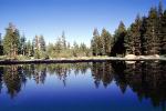 Trees, Lake, Reflection, water, NPYV02P09_19