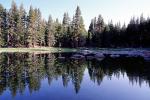 Trees, Lake, Reflection, water