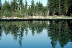 Trees, Lake, Reflection, water, NPYV02P10_17