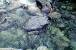 Granite Rocks, Stream, NPYV03P03_14