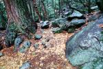 Rocks, Trees, Forest