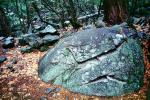Rocks, Trees, Forest, Boulder, NPYV03P04_10