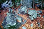 Rocks, Trees, Forest, Boulder
