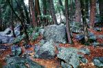 Rocks, Trees, Forest, Boulder, NPYV03P04_14