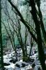 path to Bridal Veil Falls, Rocks, Trees, Forest, Woodland