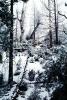Forest, Snowy Woods, Trees, NPYV03P08_12