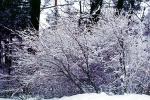 Forest, Snowy Woods, Trees, Woodland, NPYV03P08_13