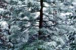 Forest, Snowy Woods, Trees, Woodland, NPYV03P08_15