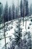 Forest, Snowy Woods, Trees, Woodland, NPYV03P08_16