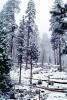 Forest, Snowy Woods, Trees, Woodland, NPYV03P08_18