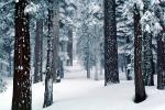 Forest, Snowy Woods, Trees, Woodland, NPYV03P09_06