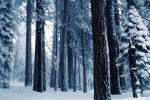 Forest, Snowy Woods, Trees, Woodland, NPYV03P09_07