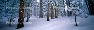 Panorama, Forest, Snowy Woods, Trees, Woodland, NPYV03P09_10