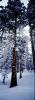 Panorama, Forest, Snowy Woods, Trees, Woodland, NPYV03P09_11