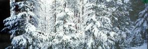Panorama, Forest, Snowy Woods, Trees, Woodland, NPYV03P09_12