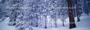 Panorama, Forest, Snowy Woods, Trees, Woodland, NPYV03P09_13