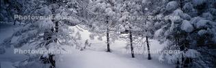 Panorama, Forest, Snowy Woods, Trees, Woodland, NPYV03P09_14