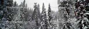 Panorama, Forest, Snowy Woods, Trees, Woodland, NPYV03P09_15
