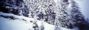 Panorama, Forest, Snowy Woods, Trees, Woodland, NPYV03P09_16
