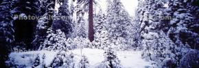 Panorama, Forest, Snowy Woods, Trees, Woodland, NPYV03P09_17