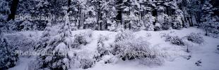 Panorama, Forest, Snowy Woods, Trees, Woodland, NPYV03P09_18