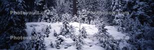 Panorama, Forest, Snowy Woods, Trees, Woodland, NPYV03P09_19